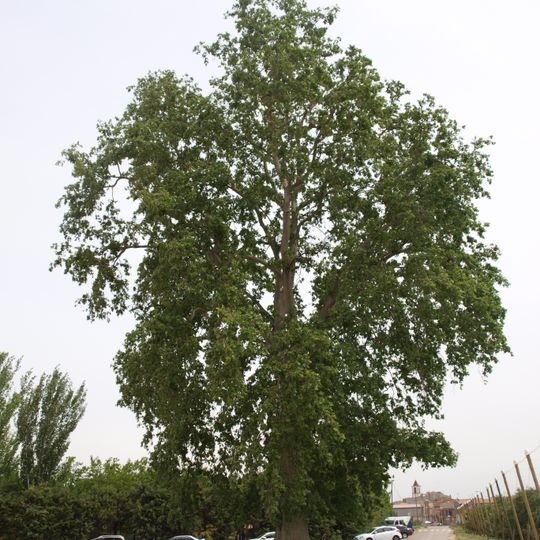 Plataner de Vila-sana