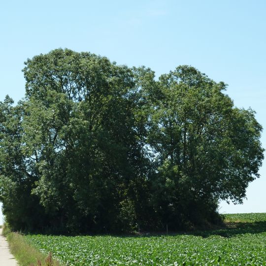 Tumulus de Betz