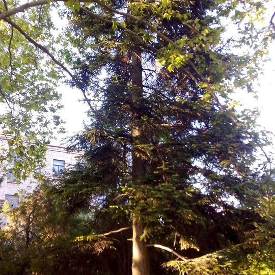 Picea glauca on Vieru street, Codru