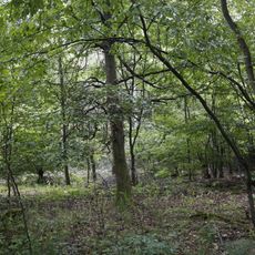 Hardtwald bei Ettlingen und Rheinstetten