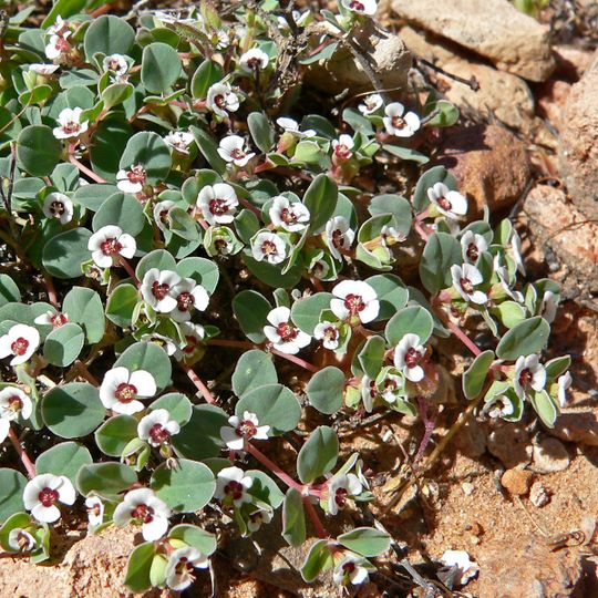 Museo del centenario y jardines del desierto de Chihuahua