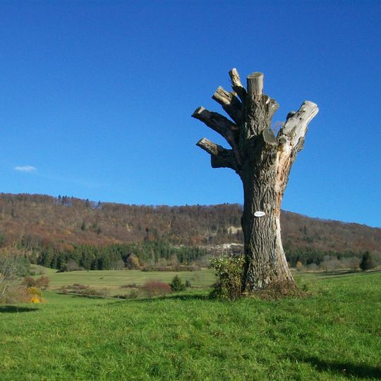 1 Eiche auf dem Kirchenköpfle