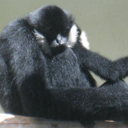 Bokeo Nature Reserve