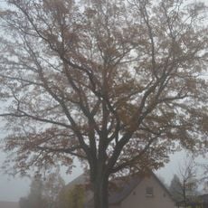 Naturdenkmal Stiel-Eiche vor Grimnitzer Straße Nr. 10, westlich der Grundstückszufahrt in Joachimsthal