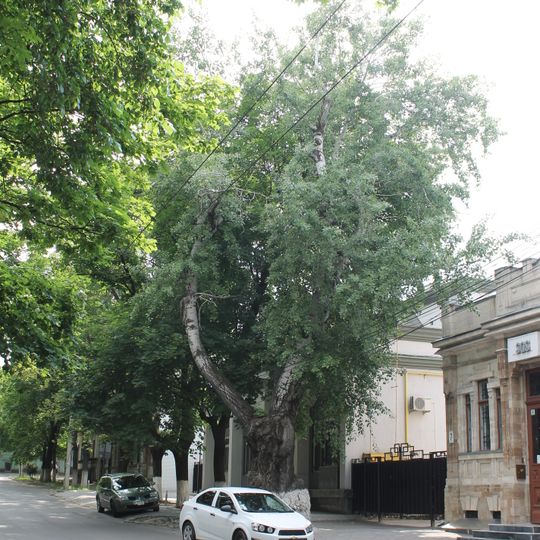 Populus × canescens on Eminescu street, Chișinău