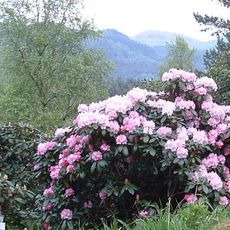 Arboreto de Rogaland