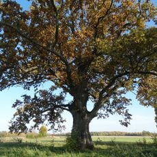 Medžialenkės ąžuolas