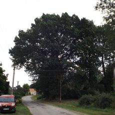 Dub, jilm a jasan v Malíkově nad Nežárkou