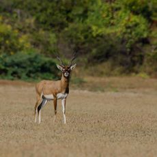 East Deccan dry evergreen forests
