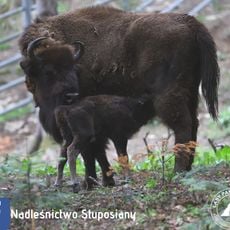 Pokazowa zagroda żubrów w Mucznem
