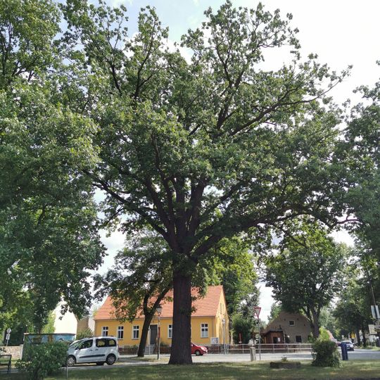 Naturdenkmal Traubeneiche 3 Dorfplatz in Gräbendorf