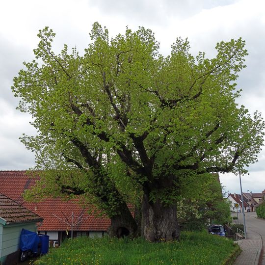 Gerichtslinde Wiesenbach