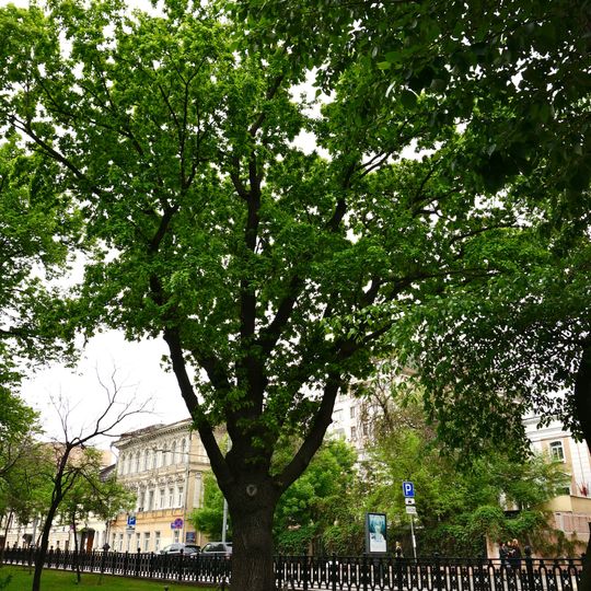 Pushkin's Oak on Tverskoy Boulevard