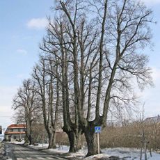 Lipová alej na Hemže