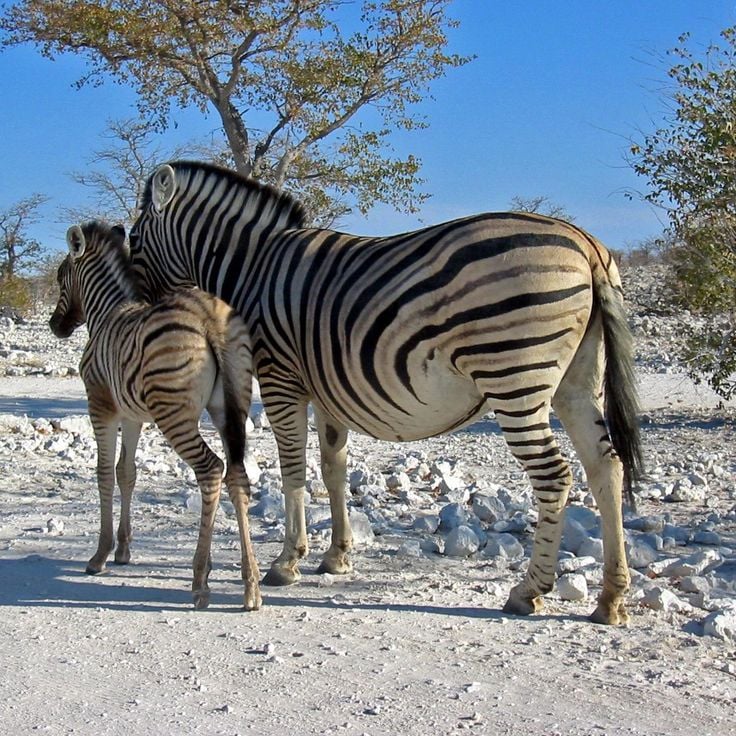 Etosha Park