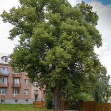 Lípa v Rýmařově