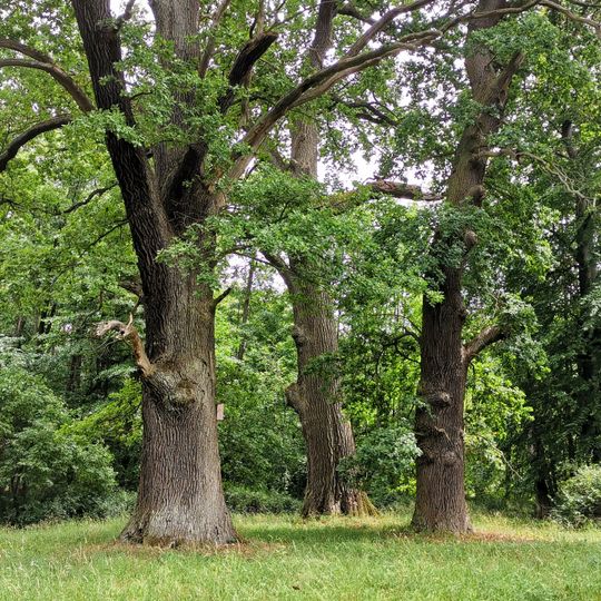 Naturdenkmal Stiel-Eiche 3 Park, östlich anschließend an die Ortslage in Blumberg