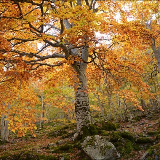 Parque natural del Moncayo