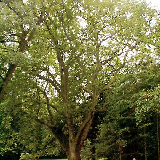 Park pałacowy w Smolicach