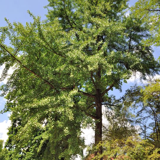 Ginkgo biloba 9-2/B