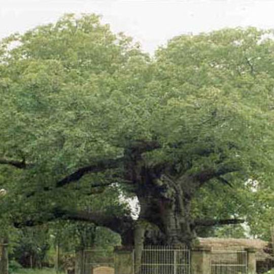 Parijaat tree, Kintoor