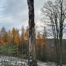 Buk u Jeleního žlíbku