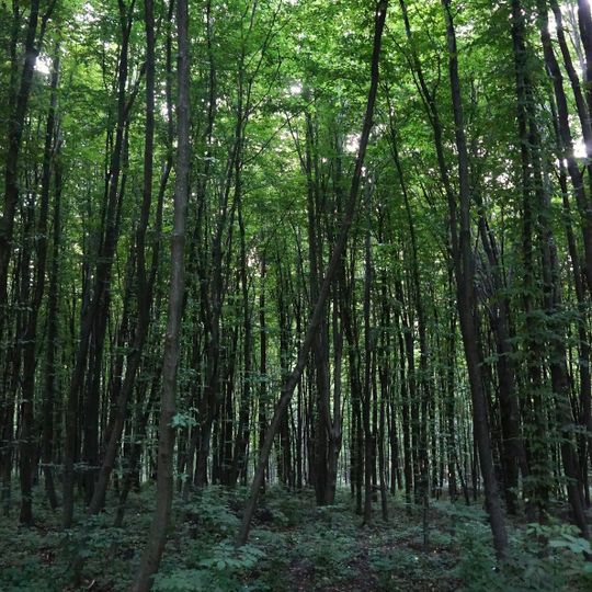 Horodotsky Nature Reserve, Khmelnytskyi Oblast