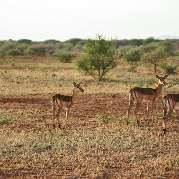 Madikwe-Reservat