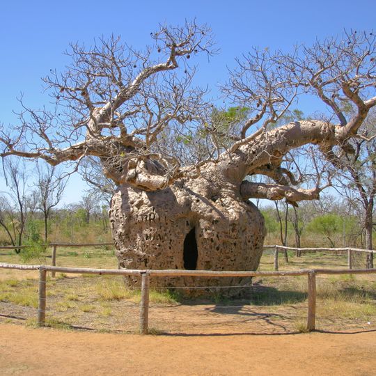 Boab Prison Tree, Derby