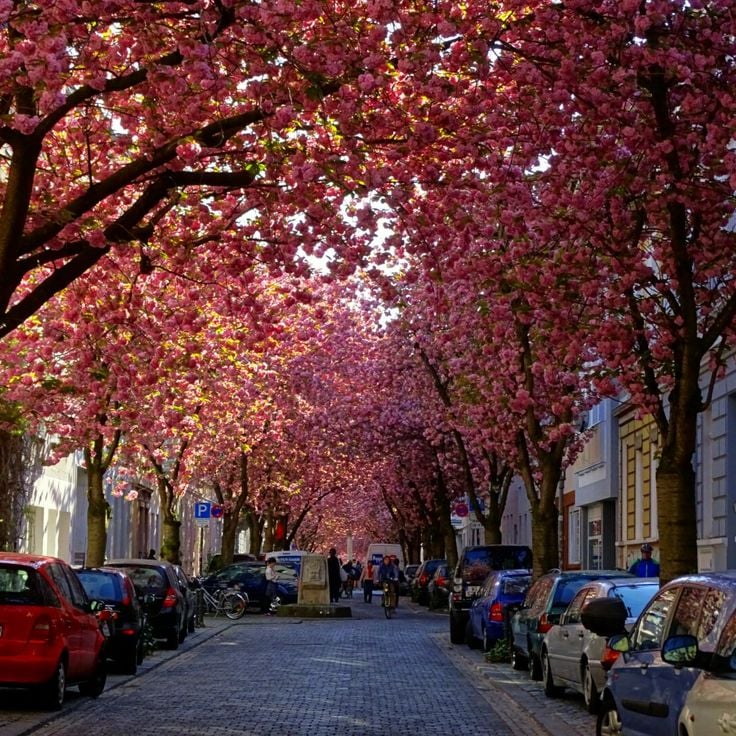 Kirschbaumallee in Bonn