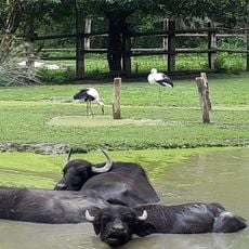 Steppentierpark Pamhagen