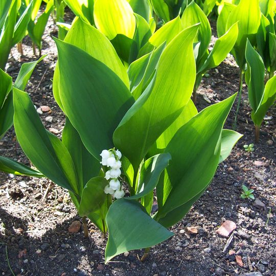 Rezerwat przyrody Dębowy Ostrów