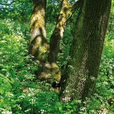 Plot of oak plantations