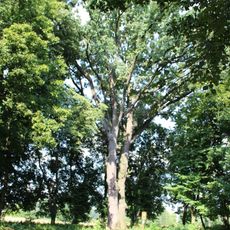 Dub F. X. Procházky