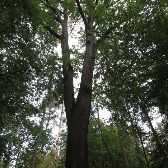 Dub v Masarykově háji