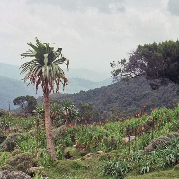 Bale Mountains nationalpark