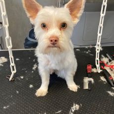 Manège Parc Léo-Lagrange