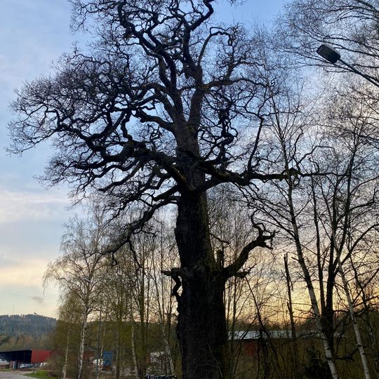 Domareken, Bjerkeryd