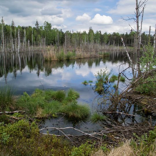 Schwarzlaichmoor