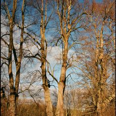 Lípa v Bažantnické aleji