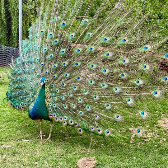 Haustierhof Reutemühle