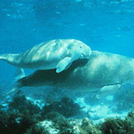 Park Narodowy Gulf of Mannar