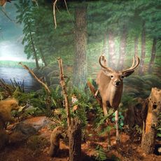 University of Wisconsin-Stevens Point Museum of Natural History