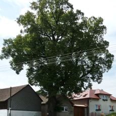 Lípa v Částkovicích