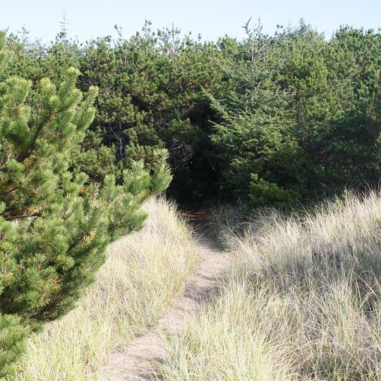 Pacific Pines State Park