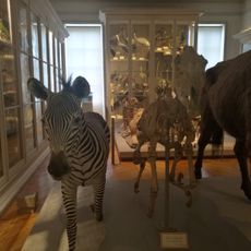 Muséum d'Histoire naturelle de La Rochelle