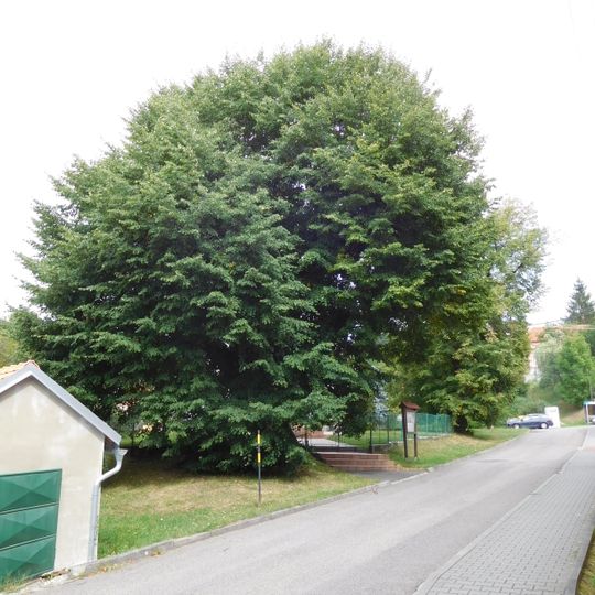 Lípa u kaple v Kaňovicích