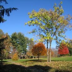 Lasdon Park and Arboretum