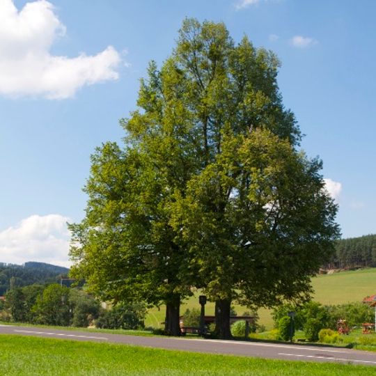 Zwei Winterlinden in Oberweitrag