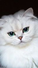 Reggie The Cat